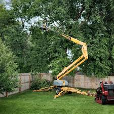 Best Fruit Tree Pruning  in Centralia, WA