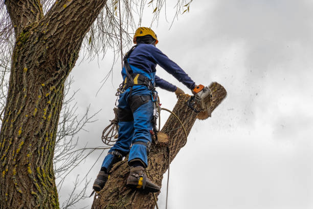 Best Fruit Tree Pruning  in Centralia, WA