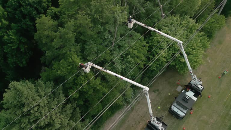 Best Tree Trimming and Pruning  in Centralia, WA