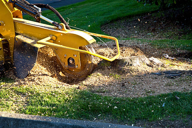 Best Utility Line Clearance  in Centralia, WA